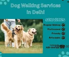 The Best Dog Walking Services in Delhi